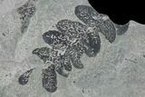 Pennsylvanian Fossil Fern (Neuropteris) Plate - Kentucky #137722-1
